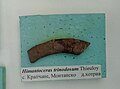 Himantoceras trinodosum Thieuloy, Lower en:Hauterivian, en:Krapchene, Montana Province, (Coll. G. Mandov) at the en:Sofia University "St. Kliment Ohridski" Museum of Paleontology and Historical Geology