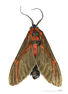 <i>Himerarctia</i> Genus of moths