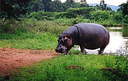 Un ippopotamo nel Mlilwane Wildlife Sanctuary