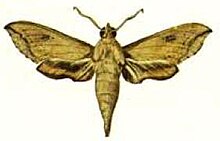 Hippotion roseipennis.JPG