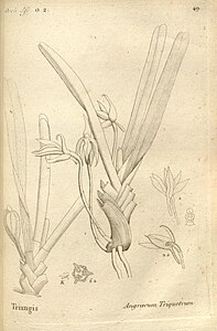 plate 49 Angraecum triquetrum Jumellea triquetra