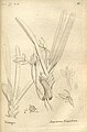 Jumellea triquetra (as syn. Angraecum triquetrum) plate 49 in: A.A. Du Petit-Thouars: Histoire particulière des plantes Orchidées (1822)