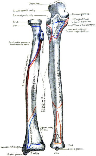 File:Holden's human osteology (1899) - Plt52.png