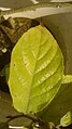 Holoptelea integrifolia leaf in Akola, India