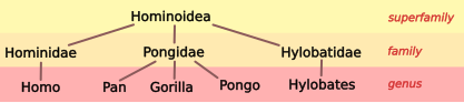 File:Hominoid taxonomy 2.svg