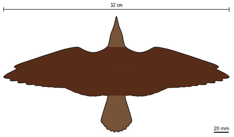 File:Hongshanornis wingspan.png