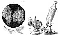 Lámina de corcho al microscopi. El microcopio de R. Hooke