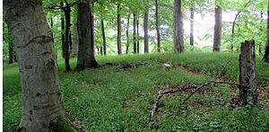 Höhenstein on the Hopfenberg summit