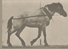 Horse Hansel hauling (rbm-QP301M8-1887-569a~animation 2to16).gif