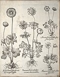 Miniatuur voor Bestand:Hortus Eystettensis, 1640 (BHL 45339 043) - Classis Verna 32.jpg