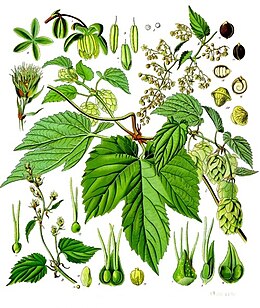 Közönséges komló (Humulus lupulus)