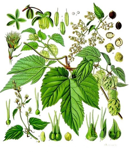 Tập_tin:Humulus_lupulus_-_Köhler–s_Medizinal-Pflanzen-072.jpg
