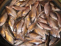 Hybrid Carp 00202.JPG