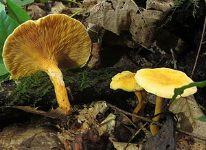 Hygrophoropsis aurantiaca 241718.jpg