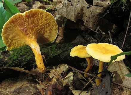 Как выглядят лисички съедобные. Лисичка ложная Hygrophoropsis aurantiaca. Степная Лисичка гриб. Несъедобные грибы ложные лисички. Лисички и ложные лисички.