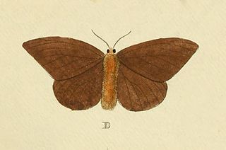 <i>Hylesia</i> Genus of moths