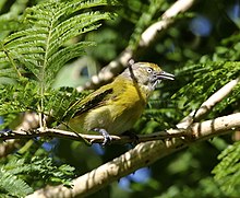 Hylophilus thoracicus - Lemmon-chested greenlet.jpg