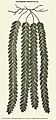Hymenophyllum sericeum (Sw.) Sw. - Dessin de Charles Plumier