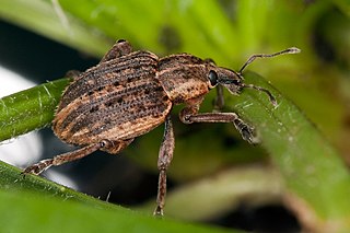 <i>Donus</i> (beetle) Genus of beetles