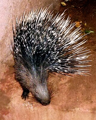 <span class="mw-page-title-main">Indian crested porcupine</span> Species of rodent