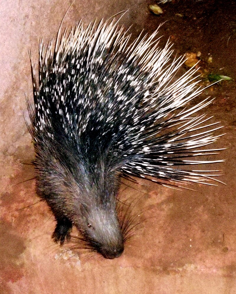 Hystrix indica (Indian Crested Porcupine) at IG Zoological park, Visakhapatnam 03.JPG