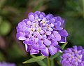 Skjold af den iberiske paraply (Iberis umbellata)