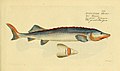 Ichthyologie; ou, Histoire naturelle des poissons (Plate 129) (7064466819).jpg