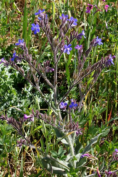 File:Iles u funas - Anchusa italica.jpg