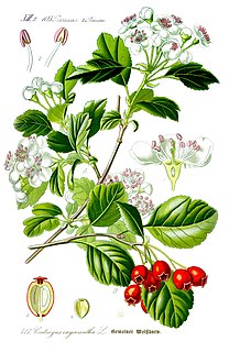 Die Weißdorne (Crataegus) sin