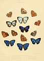 Illustrations of diurnal Lepidoptera British Museum Catalogue IV.jpg