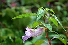 Impatiens arguta