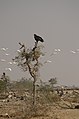 Imperial Eagle Aquila heliaca and cattle egrets in flight Bikaner Jorbeed JEG5174.jpg
