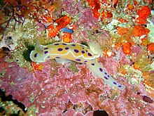 Nudibranche tache d'encre à Partridge Point P7190611.JPG