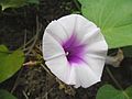 Batata-doce (Ipomoea batatas) flor de espécies cultivadas em fazendas de Hong Kong