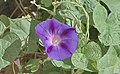 * Nomination Ipomoea purpurea in Tandil, Argentina --Ezarate 14:56, 13 March 2021 (UTC) * Decline  Oppose Flower is poorly focused. --A.Savin 12:34, 14 March 2021 (UTC)