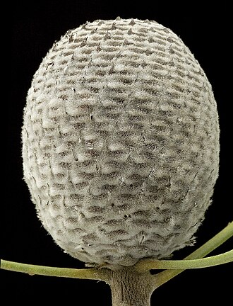 Fruiting cone Isopogon trilobus - Flickr - Kevin Thiele (1).jpg