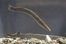 Deux lamproies dans l'eau, des graviers au fond.