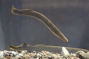 La lamproie de rivière (Lampetra fluviatilis)