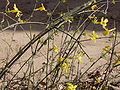 Winter jasmine