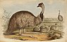 Illustration aus „The Birds of Australia“