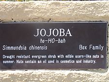 Plaque describing jojoba in the Lost Dutchman State Park (Arizona)