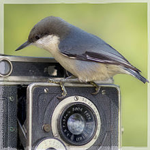 Joy of Photography - Sitta pygmaea.jpg