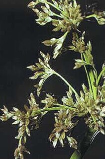 <i>Juncus roemerianus</i> Species of flowering plant