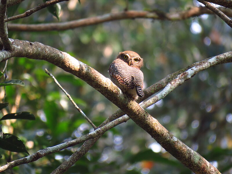 File:Jungle owlet ATR.jpg