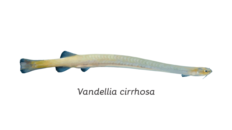 File:Kandiru (Vandellia cirrhosa)..png