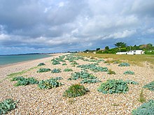 Rumput laut, Aldwick Pantai - geograph.org.inggris - 500990.jpg