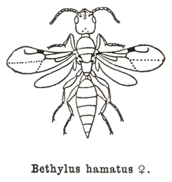 Kieffer - Bethylus hamatus female.png