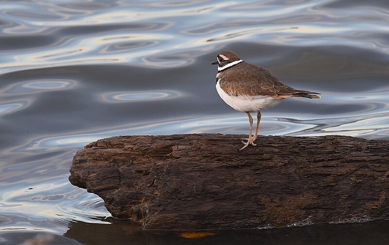 File:Killdeer - 51731013204.jpg