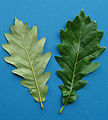 Leaves of a 'Nadler' cultivar