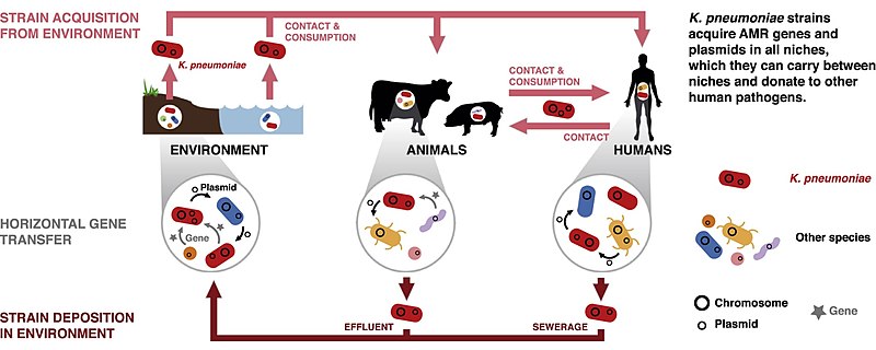 File:Klebsiella Penumoniae Horizontal Gene Transfer.jpg